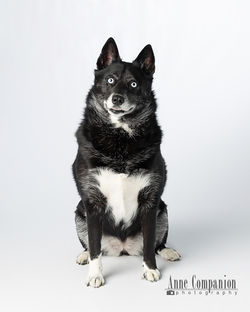 Dog portrait photographer Hampton Va