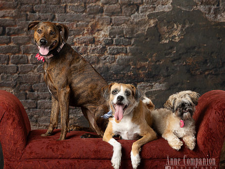The Dog (and Cat) Days of Summer are returning soon!