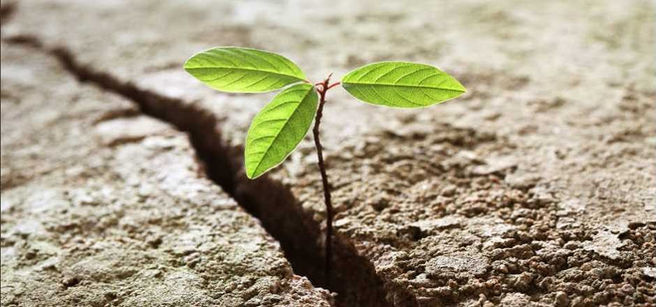 DAS LEBEN WILL LEBEN -   
Resilienz in Krisen