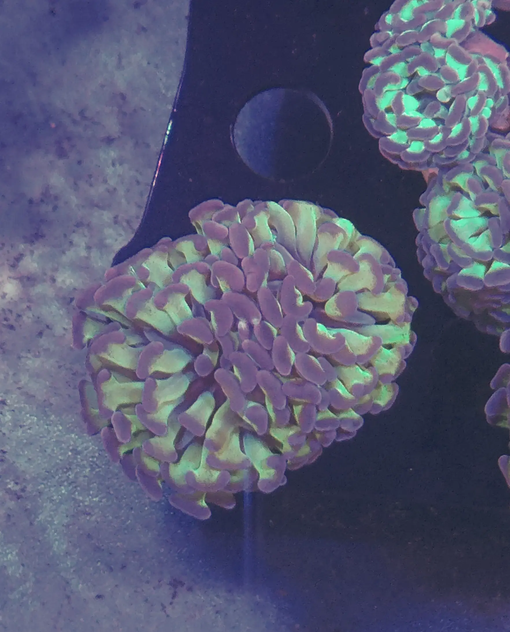 Euphyllia Paraancora