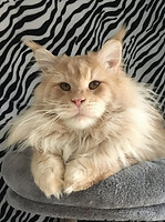 Lexus (8)_edited.jpg