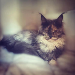 103973235_119072459833730_505140634965470718_n_edited