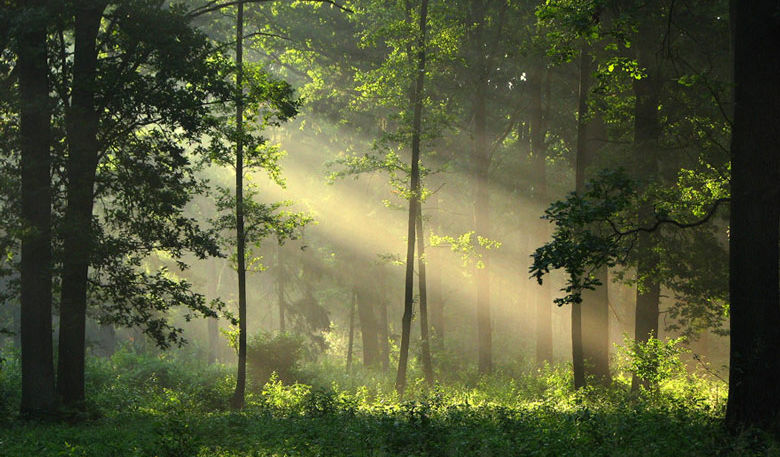 Sunbeams through trees.jpg