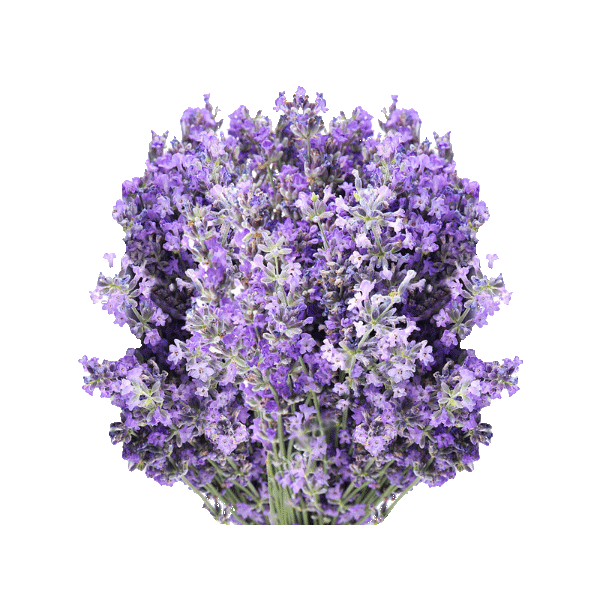 Thumbnail: Dried Lavender