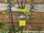 Purple Spire Columnar Crabapple for sale at garden nurseries