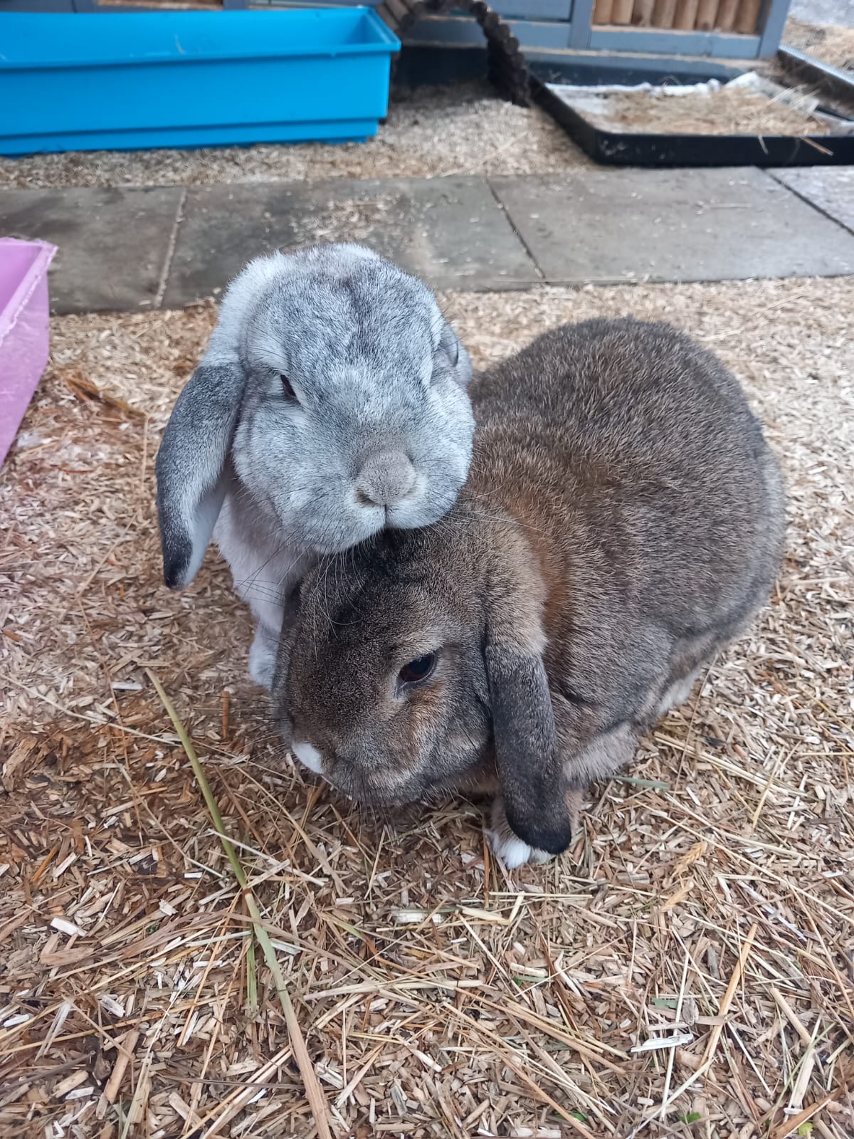 Brian & Deacon — photo 2