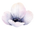 Flower.png