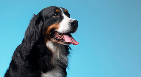 beautiful-pet-portrait-of-dog.jpg