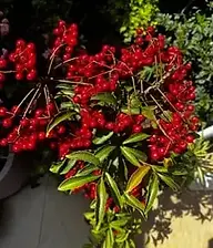 Cuidado com a natureza em serviços de desentupimento em Nazaré Paulista