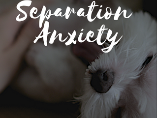 Separation Anxiety
