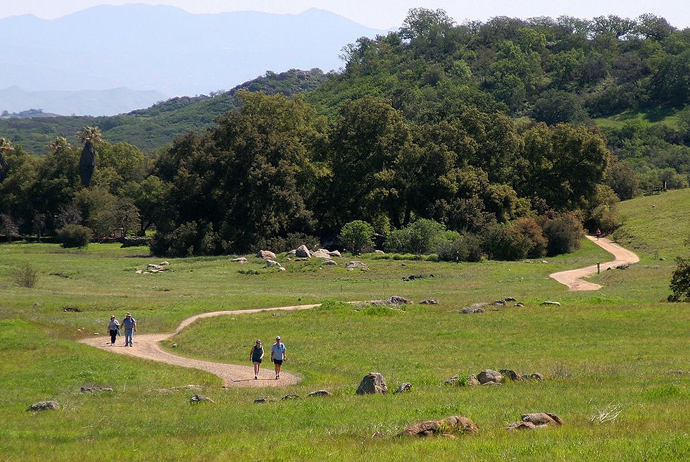 Eye-level view of scenic hiking trail surrounded by wildflowers
