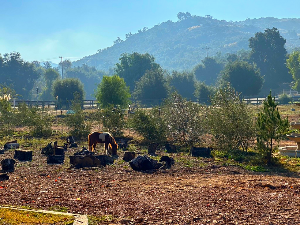 Miniature horse in field_edited.png
