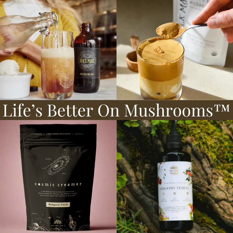 Close-up view of Chaga mushrooms growing on a birch tree