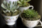 CHES Succulent Workshop @ 1pm on 02/14/2022
