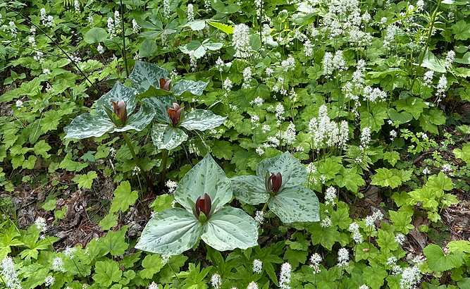 Trillium, Tiarella
