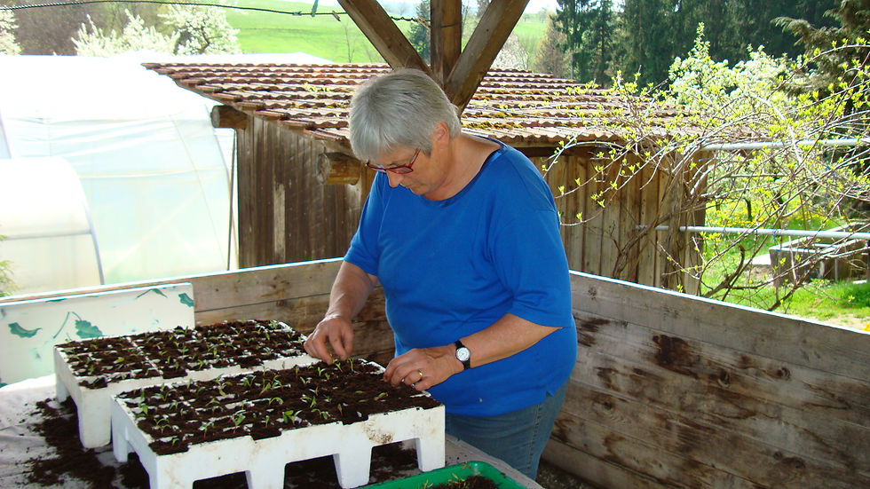 Cornelia beim pickieren