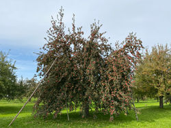 IMG_1619[1]