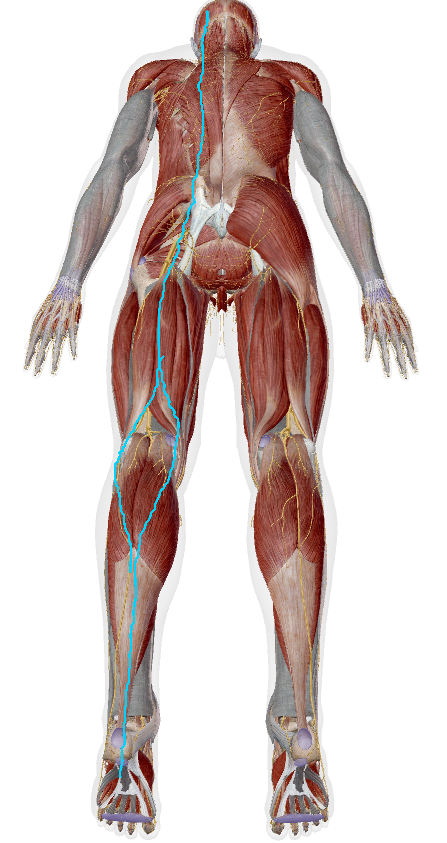 Location of Superficial Back Line.        I removed Gluteus Maximus, Latissimus Dorsi, and Trapezius muscles on left side to better show sacrotuberous ligament particularly. visiblebody.com 