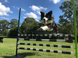 Black and white Border Collie flies over an agility jump!