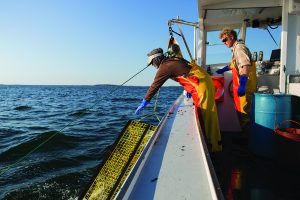 Landings, Price Perplex Lobstermen