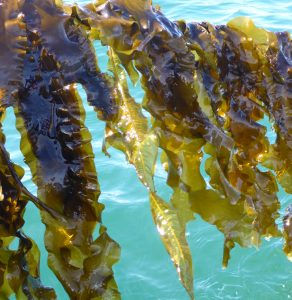 Une, Morocco Sign Aquaculture Studies Agreement