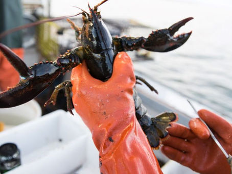 DMR, NOAA struggle to find agreement on whale plan