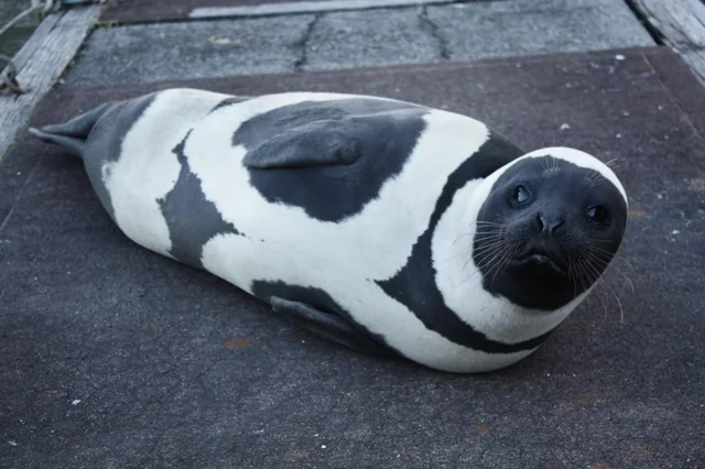 ree
