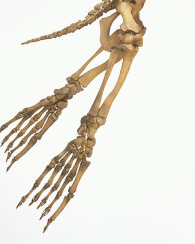 ree
