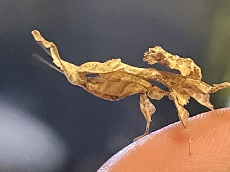 ARTHROPOD VISION