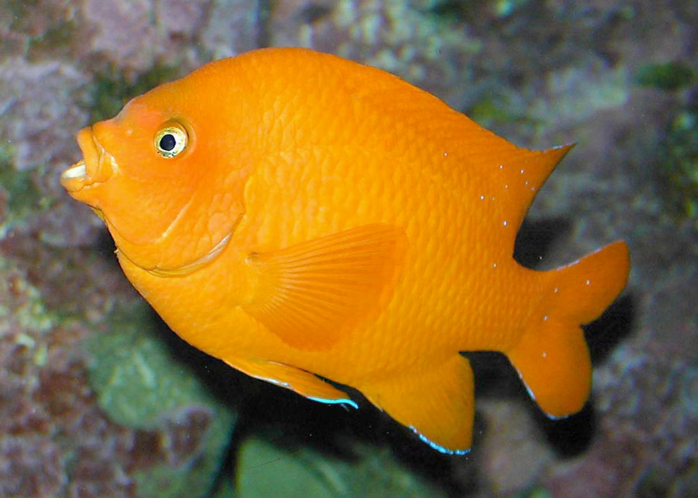 ree