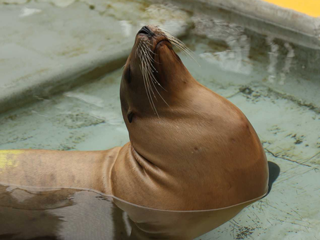 DOMOIC ACID TOXICOSIS