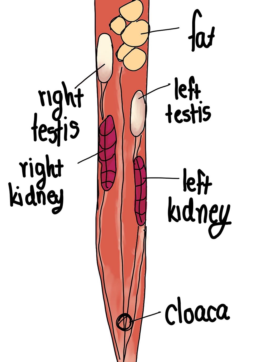 note: i did not draw the intestines for clarity purposes; the intestines take up all the free space here.