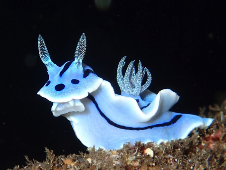 NUDIBRANCHS NUDIBRANCHS NUDIBRANCHS!