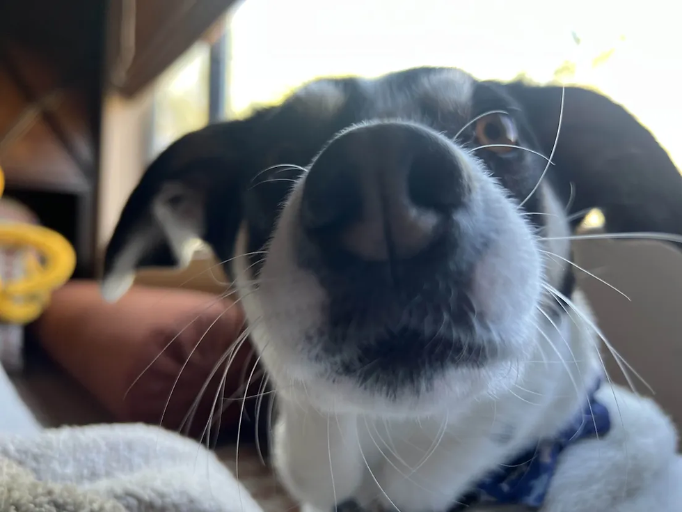 whisker? hardly know er
