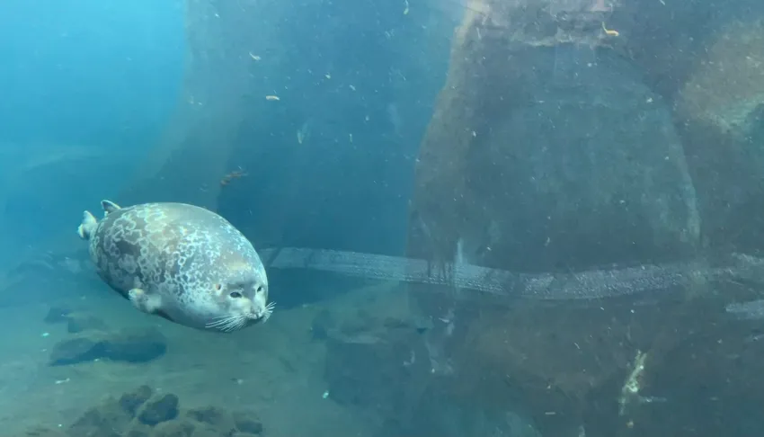 see how papita from the alaska sea life center glides
