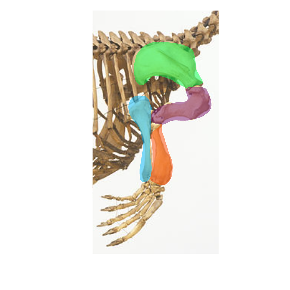 pectoral limb complex!