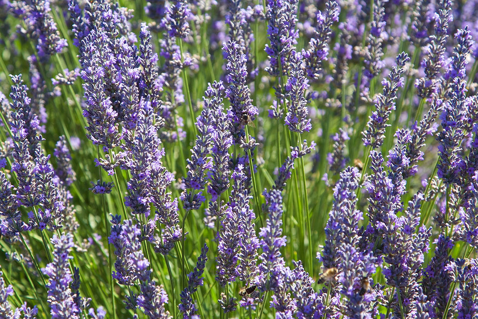 Lavenderfelder