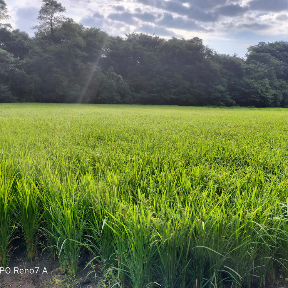 サムネイル： 新米コシヒカリ 2025年産（玄米）