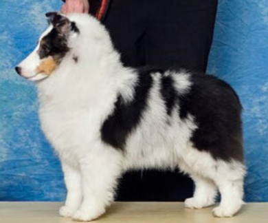 Blue Heavens Dancing With Danger_edited.jpg