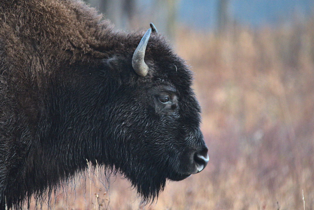 Bison side view