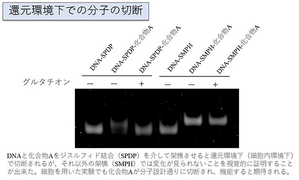 ChemiDoc撮影装置を使った実験.jpg