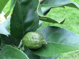 Lemon Tree Love