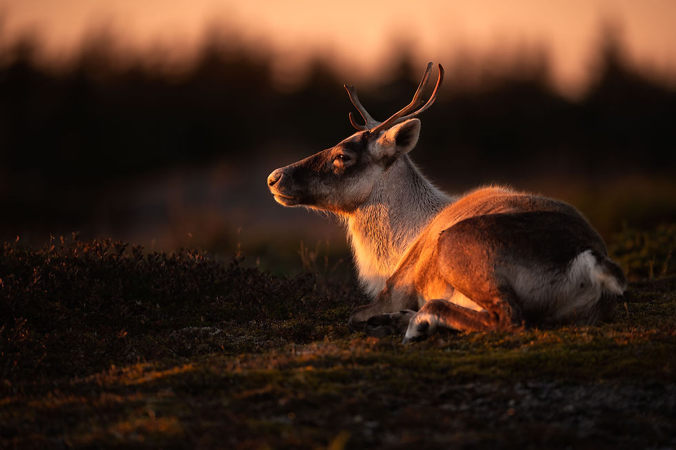 Wildlife wild animal faune sauvage animalier animal quebec canada fox caribou
