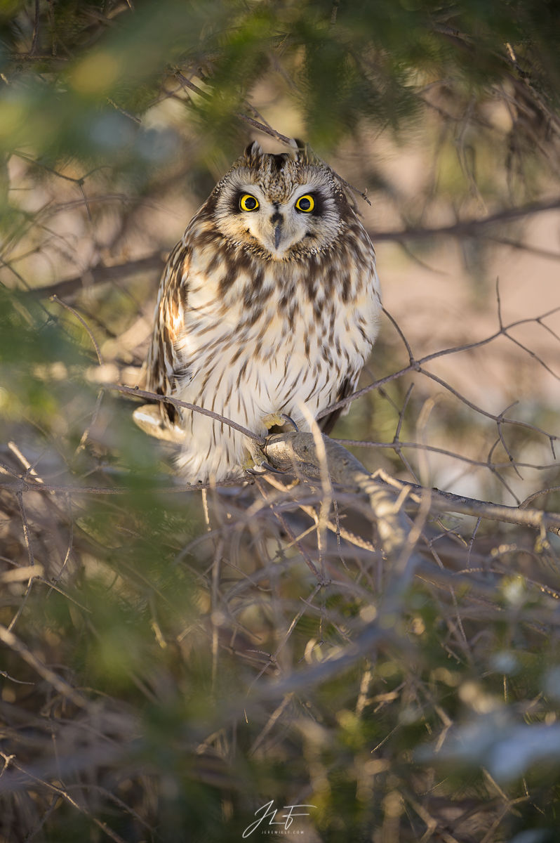 owl hibou des marais short eared ear wildlife wild faune sauvage canada bird oiseau vie jeremie leblond fontaine quebec