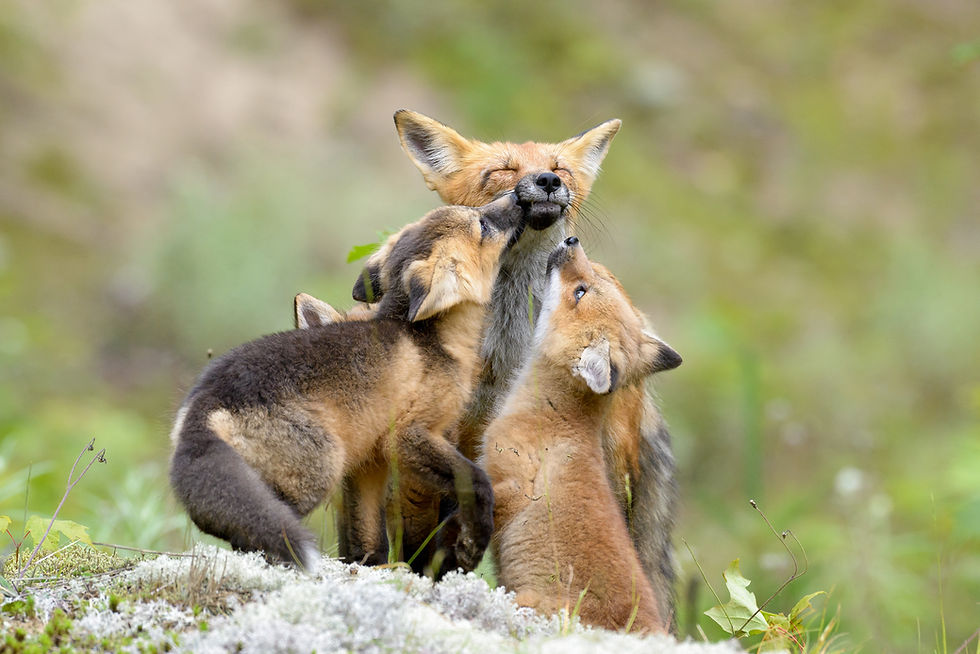 Wildlife wild animal faune sauvage animalier animal quebec canada red fox renard roux jérémie leblon