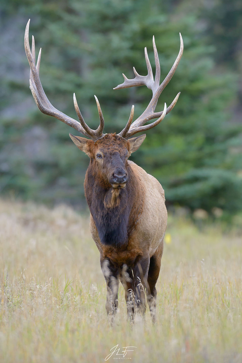 jeremie leblond-fontaine photographe photographie animaliere paysage quebec canada nature photographer photography wildlife landscape