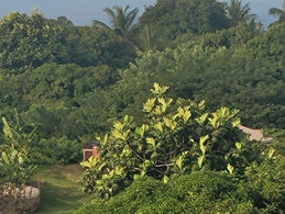 Breadfruit Vibes