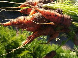 What is Farm to Table?