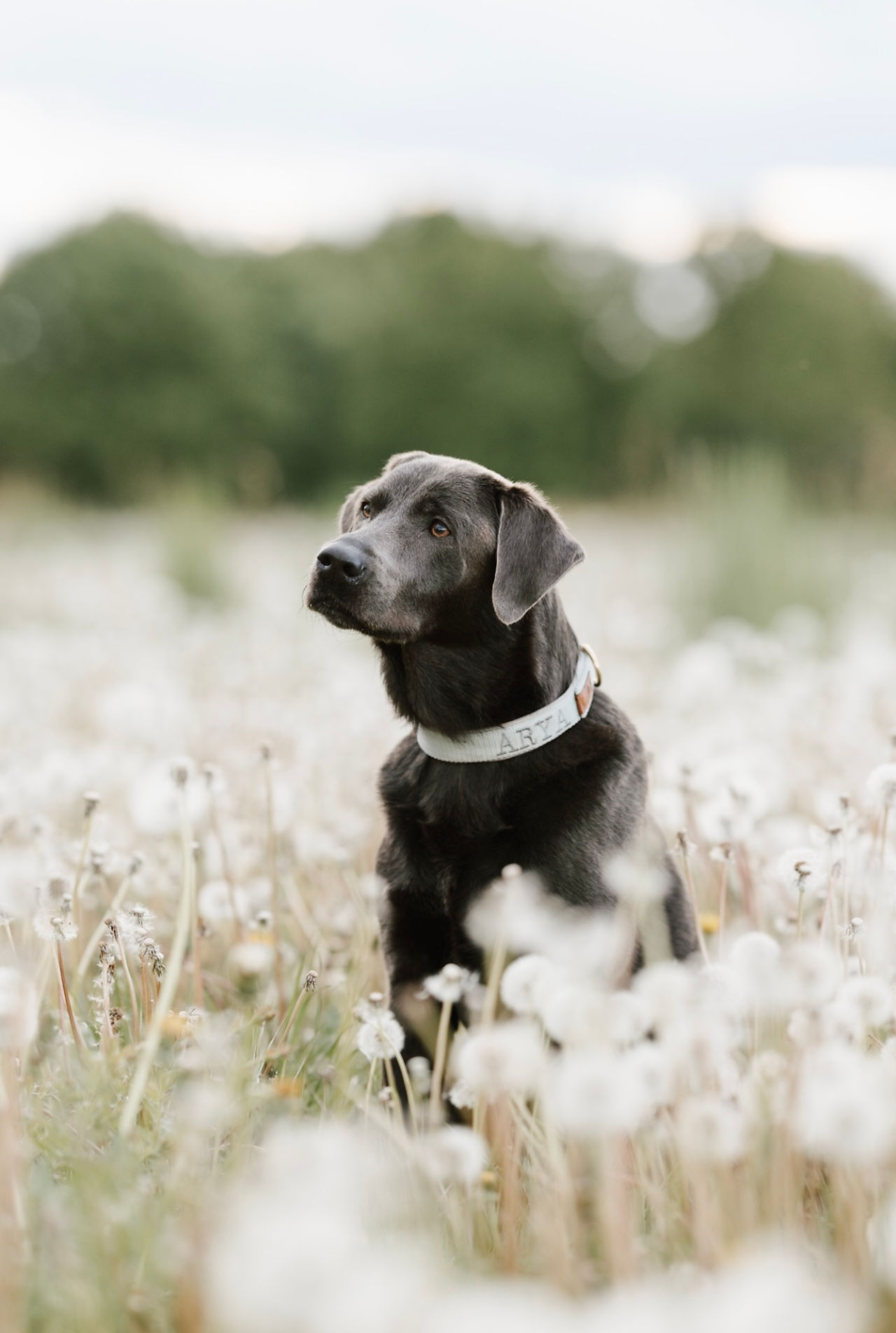 Labrador in einer Pusteblumenwiese