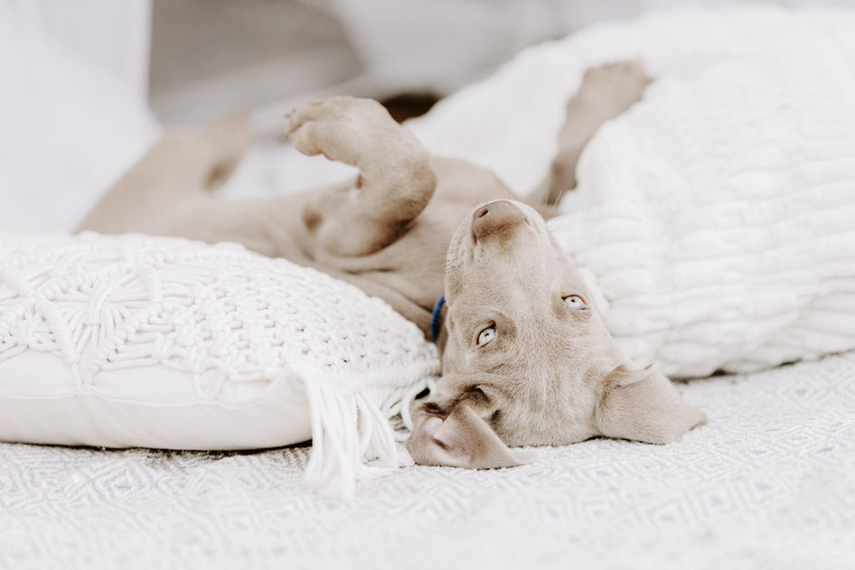 Hundefotografie Kassel